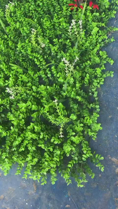 Jardines Artificiales Primavera Floral